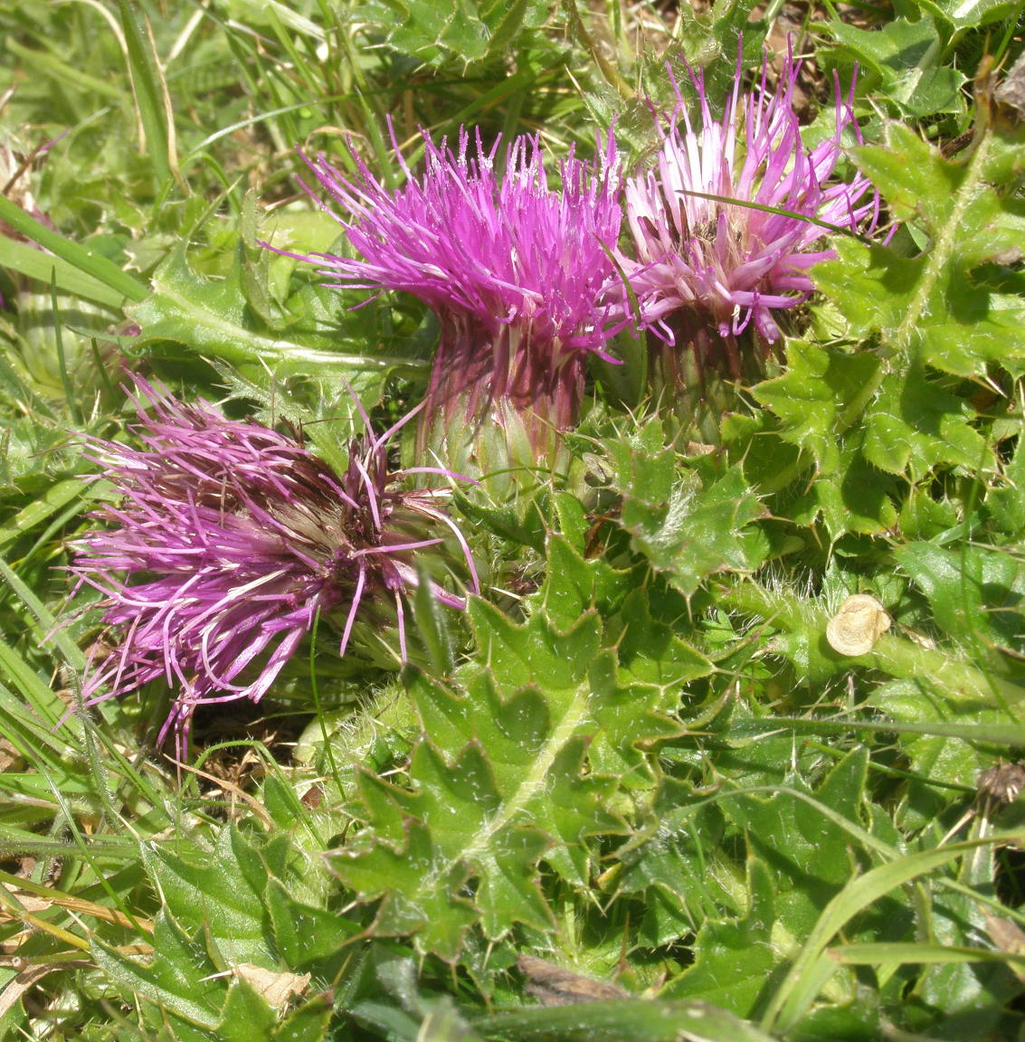 Cirsium acaulon (=acaule) / Cardo nano